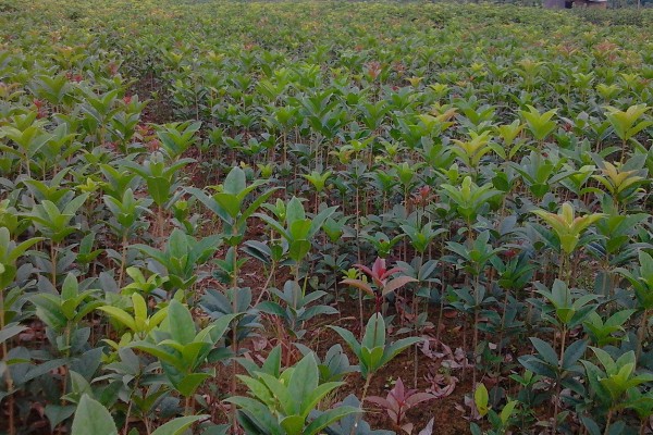 桂花树苗的价格,3-5年的幼苗售价20-80元左右