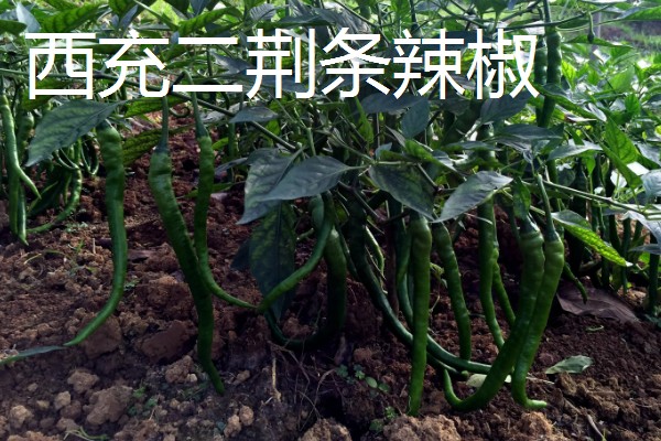 四川种植什么辣椒好，推荐七星椒、小米辣等