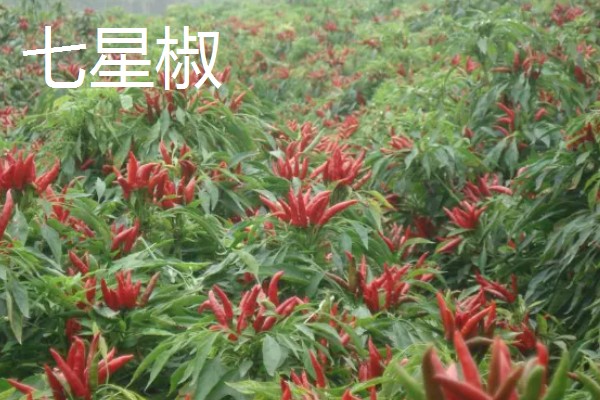四川种植什么辣椒好，推荐七星椒、小米辣等