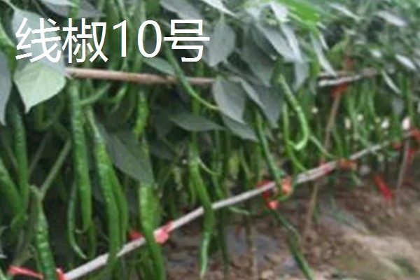 四川种植什么辣椒好，推荐七星椒、小米辣等