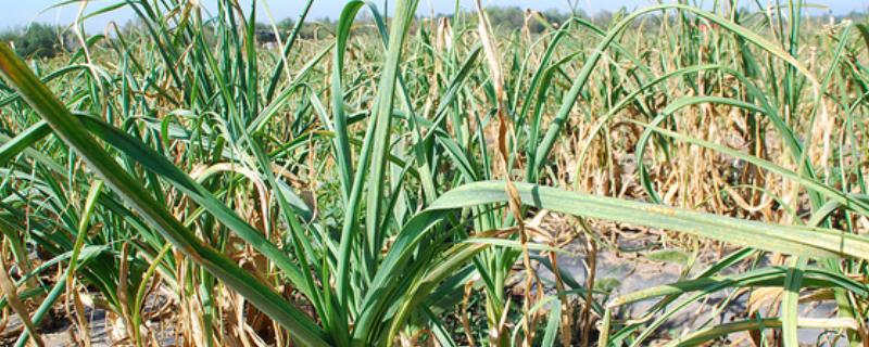 大蒜花叶病的防治方法，可农业防治也可化学防治