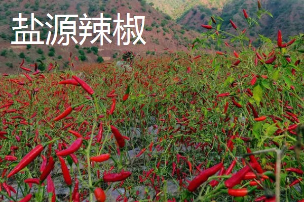 四川种植什么辣椒好，推荐七星椒、小米辣等