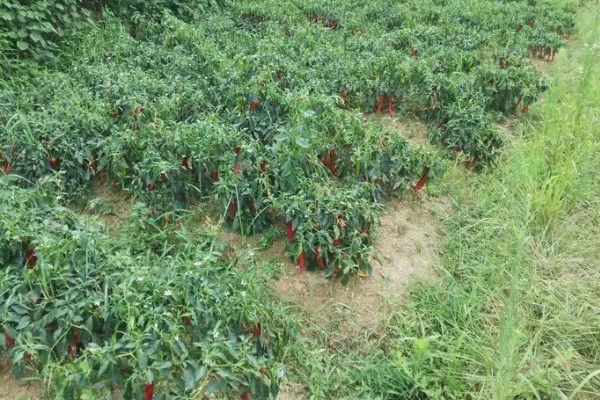 四川种植什么辣椒好，推荐七星椒、小米辣等