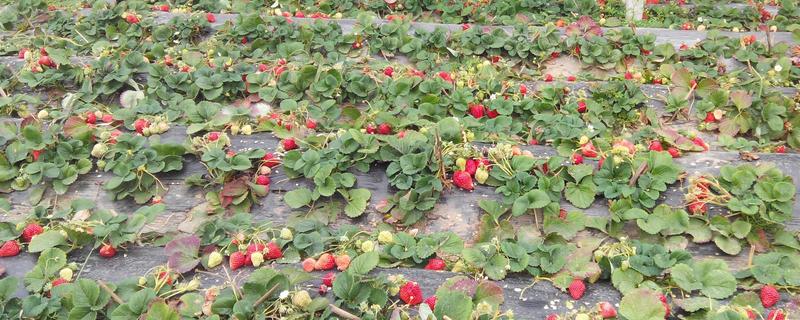 草莓的种植要点，种草莓时基肥要足