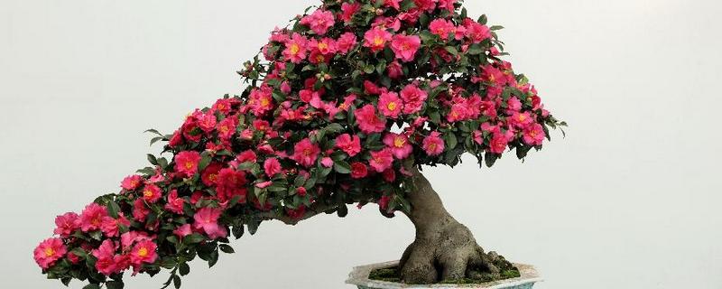 茶花不抽新叶怎么解决，需要及时更换土壤