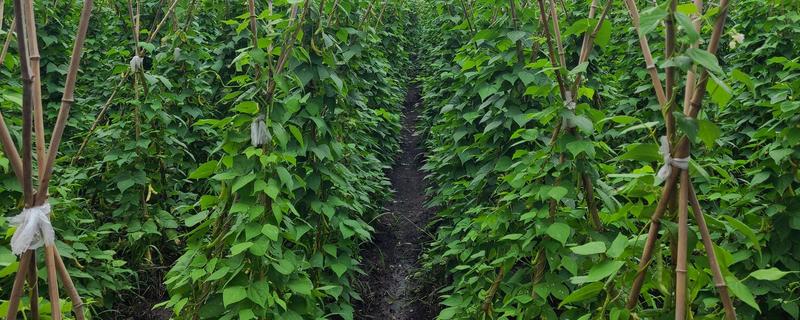 豆角怎么高产，平时要追施氮磷钾混合肥
