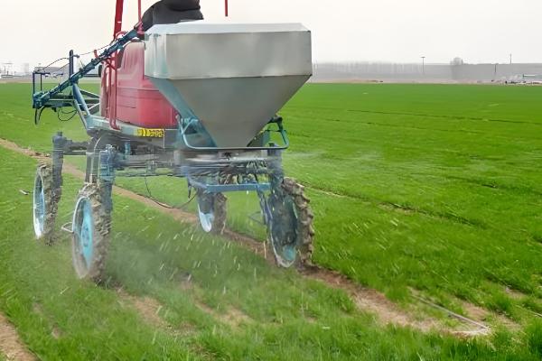 小麦行距多宽合适,控制在15-23cm左右