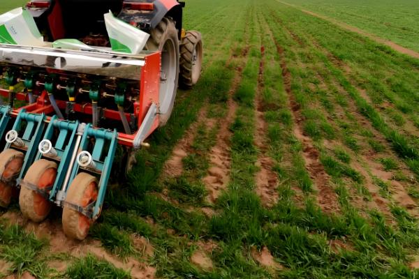 小麦行距多宽合适,控制在15-23cm左右