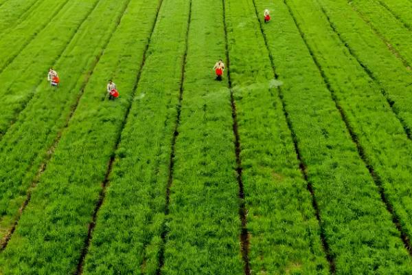 小麦行距多宽合适,控制在15-23cm左右