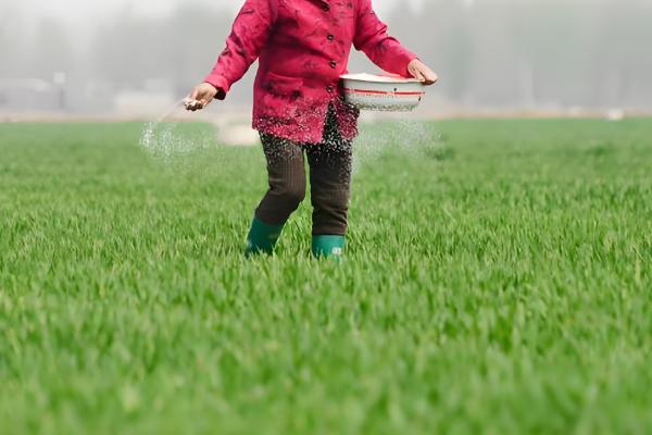 小麦行距多宽合适,控制在15-23cm左右