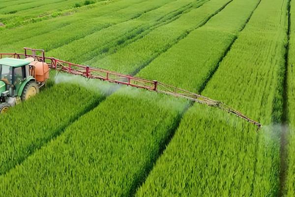 小麦行距多宽合适,控制在15-23cm左右