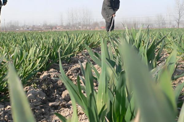 小麦行距多宽合适,控制在15-23cm左右