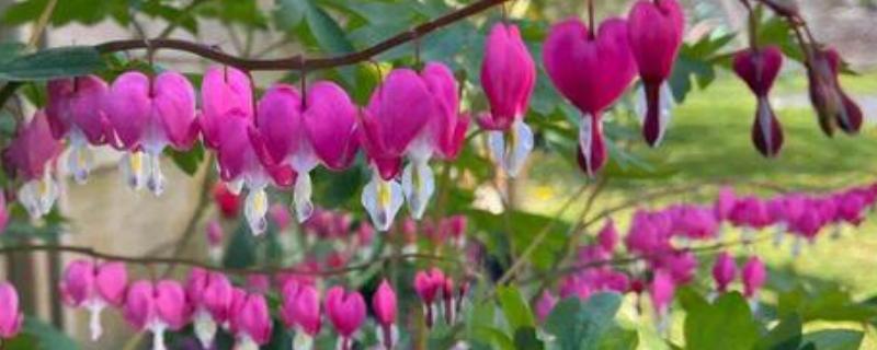 荷包花的花语，代表富贵吉祥、失落感伤等含义