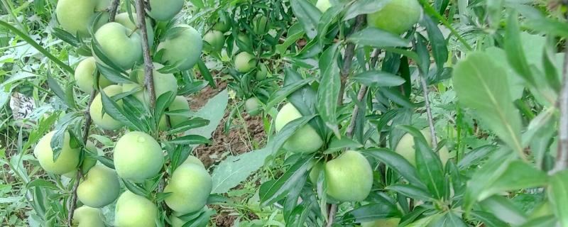 提高青脆李产量的方法，根据树龄决定追肥量