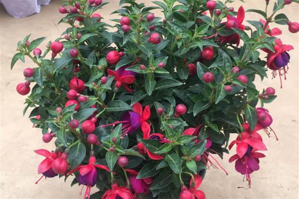 灯笼花如何修剪，幼苗期可以摘心