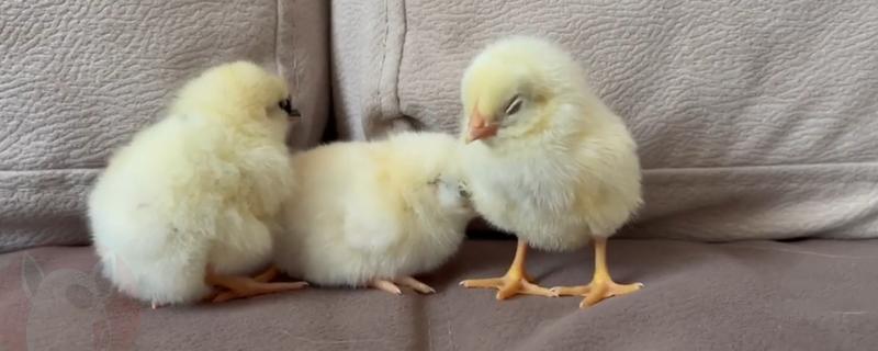 鸡的睡觉姿势，单脚站立把脖子伸进翅膀里