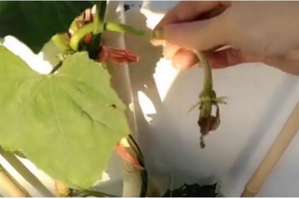 丝瓜需要掐尖吗，掐尖可促进侧枝生长