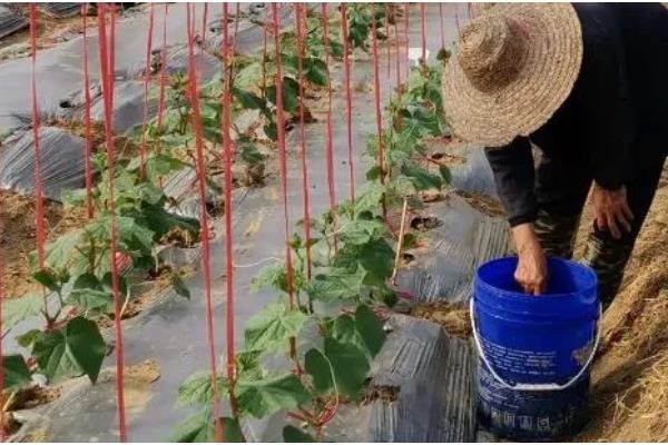 丝瓜需要掐尖吗，掐尖可促进侧枝生长