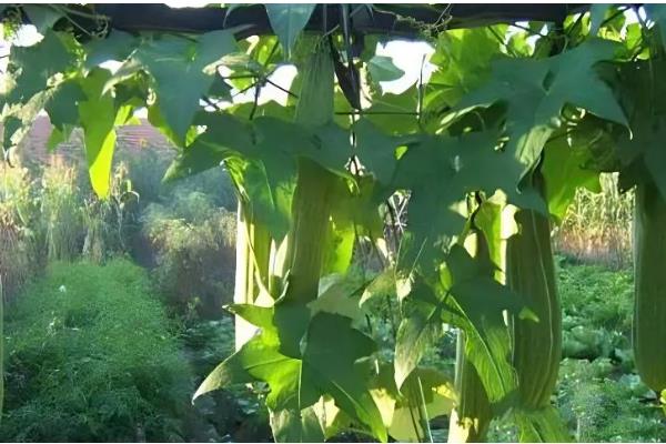 丝瓜需要掐尖吗，掐尖可促进侧枝生长