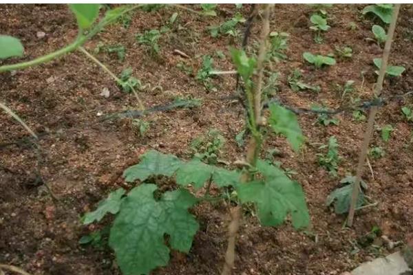 丝瓜需要掐尖吗，掐尖可促进侧枝生长