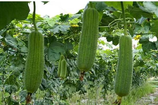 丝瓜需要掐尖吗，掐尖可促进侧枝生长