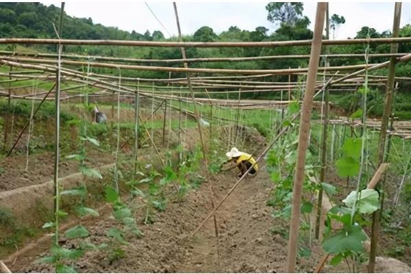 丝瓜需要掐尖吗，掐尖可促进侧枝生长