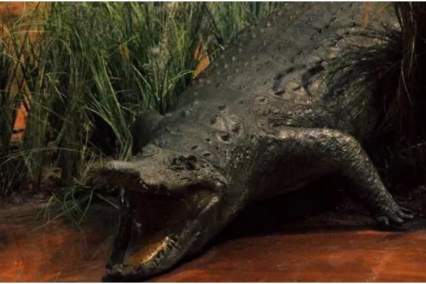尼罗鳄的简介，属于非洲最大的鳄鱼