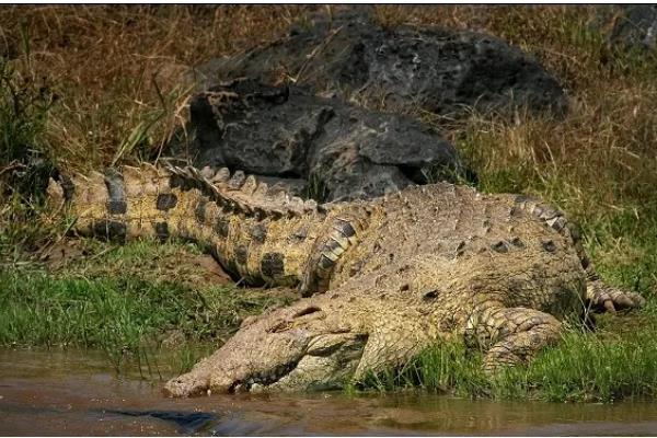尼罗鳄的简介，属于非洲最大的鳄鱼