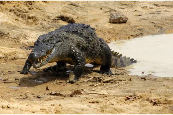 尼罗鳄的简介，属于非洲最大的鳄鱼