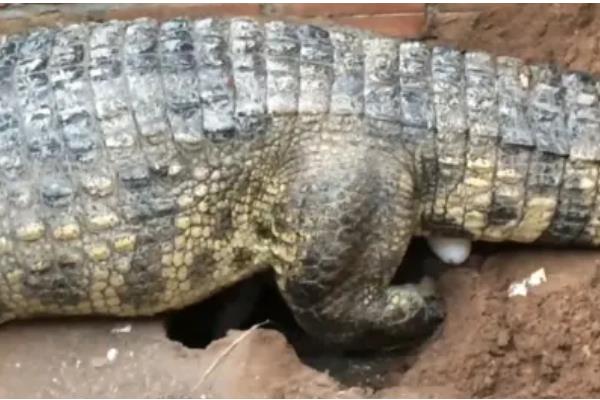 尼罗鳄的简介，属于非洲最大的鳄鱼