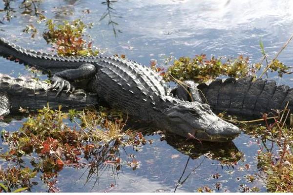 尼罗鳄的简介，属于非洲最大的鳄鱼