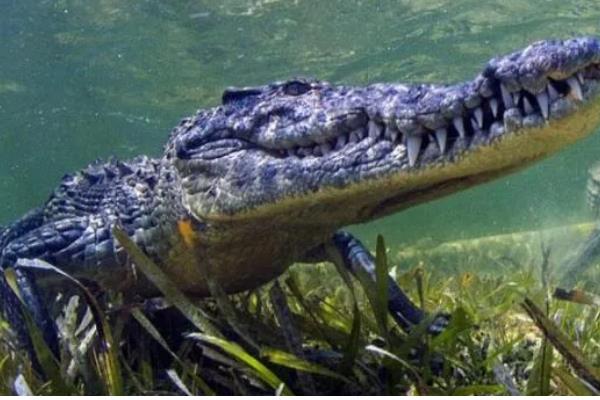 尼罗鳄的简介，属于非洲最大的鳄鱼