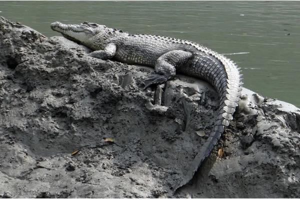 尼罗鳄的简介，属于非洲最大的鳄鱼