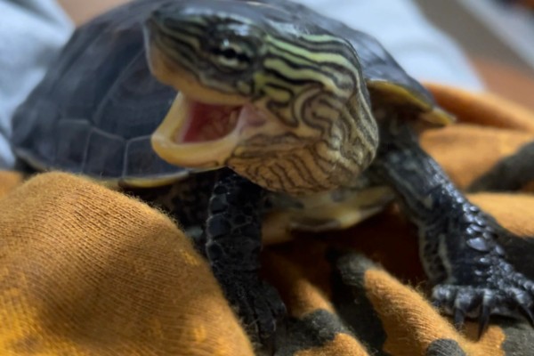 乌龟有没有牙齿和耳朵,没有牙齿但有耳朵