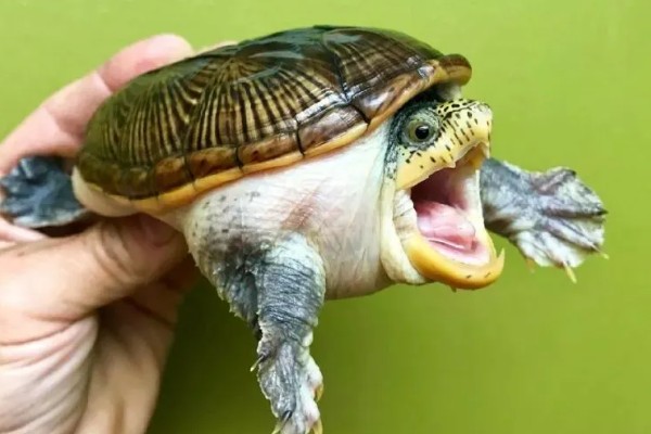 乌龟有没有牙齿和耳朵,没有牙齿但有耳朵