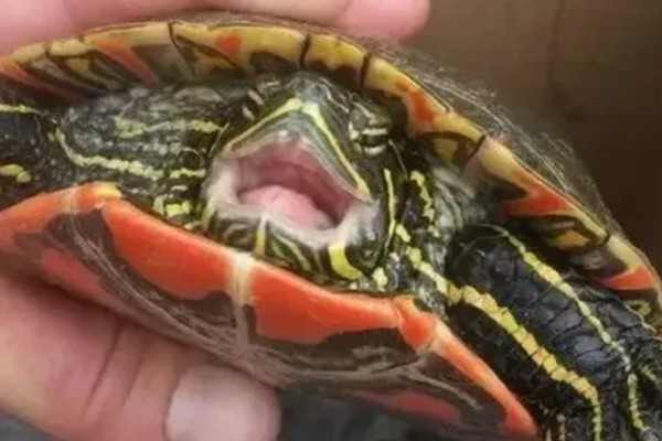 乌龟有没有牙齿和耳朵,没有牙齿但有耳朵