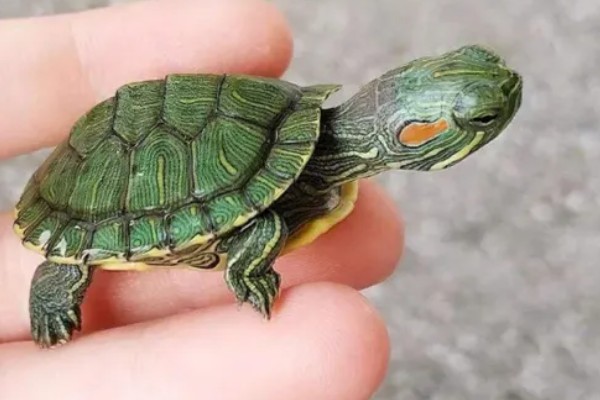 乌龟有没有牙齿和耳朵,没有牙齿但有耳朵