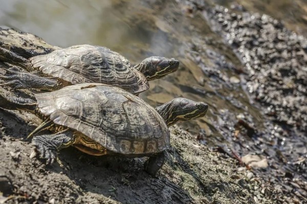 乌龟有没有牙齿和耳朵,没有牙齿但有耳朵
