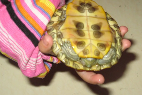 乌龟有没有牙齿和耳朵,没有牙齿但有耳朵