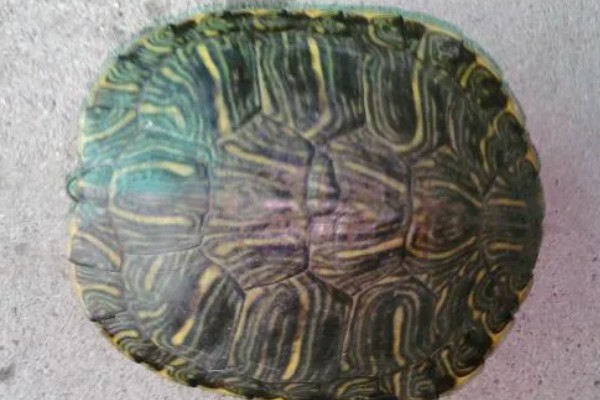 乌龟有没有牙齿和耳朵,没有牙齿但有耳朵