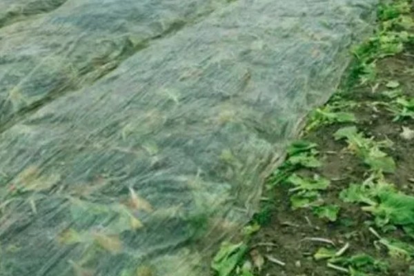大白菜用薄膜覆盖行吗，可以使用薄膜覆盖