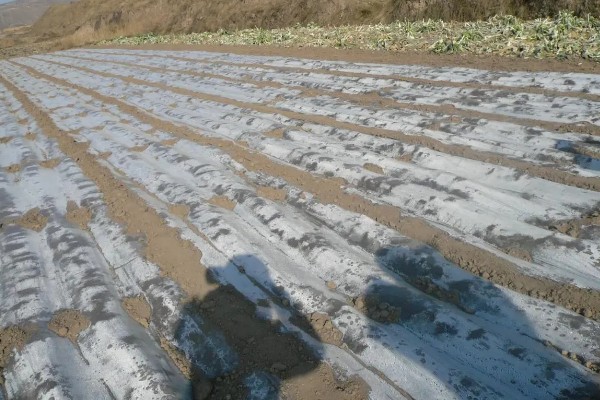 大白菜用薄膜覆盖行吗，可以使用薄膜覆盖