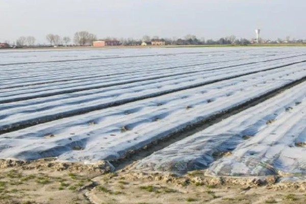 大白菜用薄膜覆盖行吗，可以使用薄膜覆盖