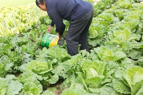 大白菜用薄膜覆盖行吗，可以使用薄膜覆盖