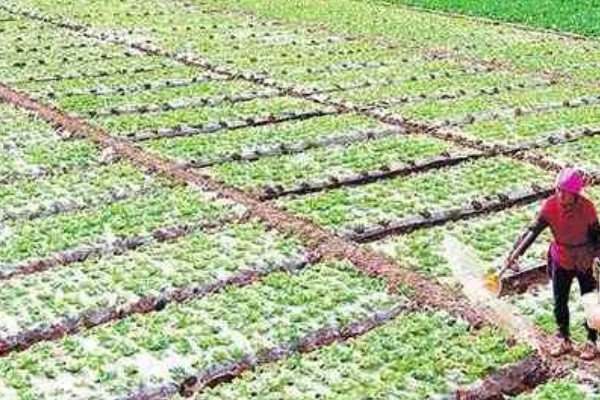 大白菜用薄膜覆盖行吗，可以使用薄膜覆盖