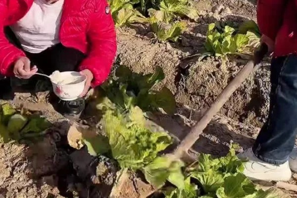 大白菜用薄膜覆盖行吗，可以使用薄膜覆盖