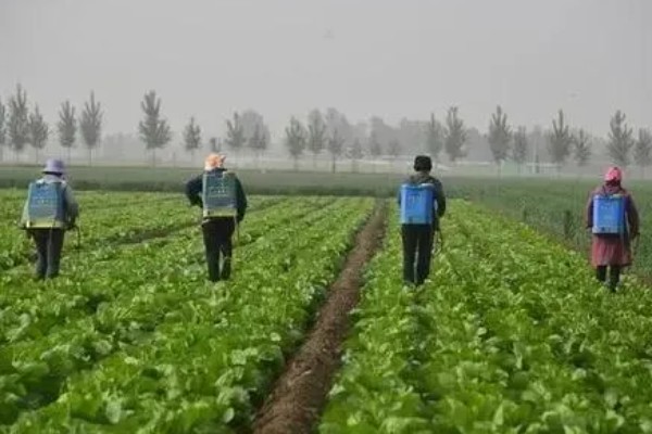 大白菜用薄膜覆盖行吗，可以使用薄膜覆盖