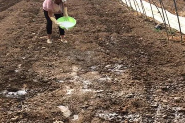 大白菜用薄膜覆盖行吗，可以使用薄膜覆盖