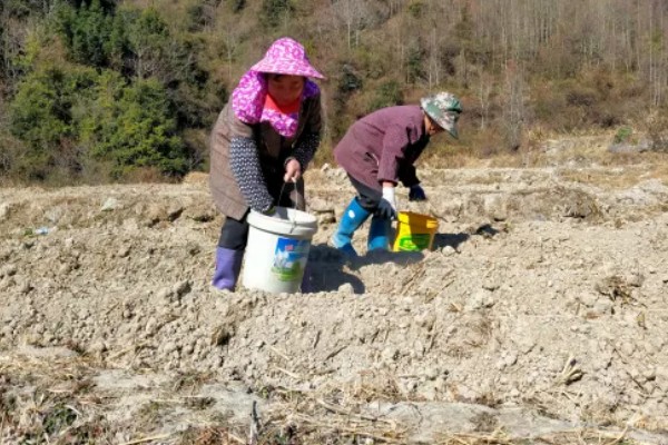 大白菜用薄膜覆盖行吗，可以使用薄膜覆盖