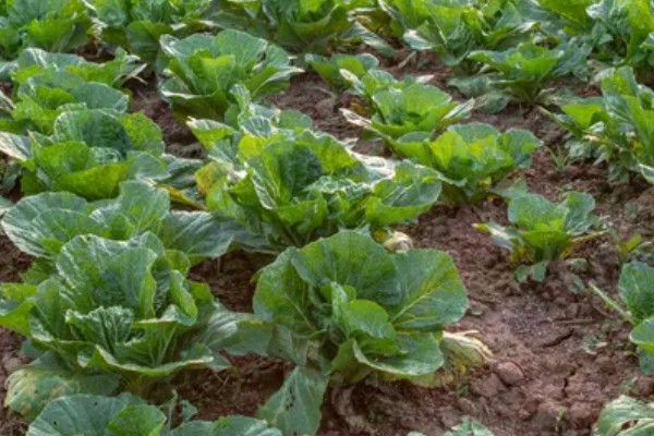 大白菜用薄膜覆盖行吗，可以使用薄膜覆盖